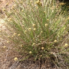 Calotis lappulacea (Yellow Burr Daisy) at Coombs, ACT - 30 Oct 2015 by RichardMilner