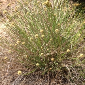 Calotis lappulacea at Molonglo River Reserve - 30 Oct 2015 12:59 PM