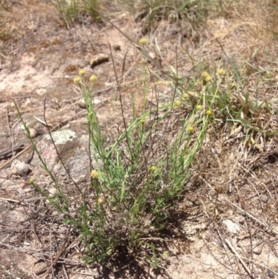 Calotis lappulacea (Yellow Burr Daisy) at Coombs, ACT - 30 Oct 2015 by RichardMilner