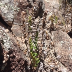 Cheilanthes distans (Bristly Cloak Fern) at Coombs, ACT - 30 Oct 2015 by RichardMilner
