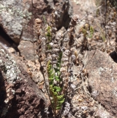 Cheilanthes distans (Bristly Cloak Fern) at Molonglo River Reserve - 30 Oct 2015 by RichardMilner