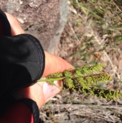 Cheilanthes distans (Bristly Cloak Fern) at Molonglo River Reserve - 30 Oct 2015 by RichardMilner