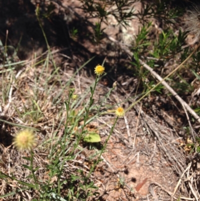 Calotis lappulacea (Yellow Burr Daisy) at Molonglo Valley, ACT - 30 Oct 2015 by RichardMilner