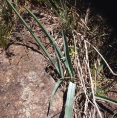 Dianella sp. aff. longifolia (Benambra) (Pale Flax Lily, Blue Flax Lily) at Coombs, ACT - 30 Oct 2015 by RichardMilner