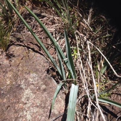 Dianella sp. aff. longifolia (Benambra) (Pale Flax Lily, Blue Flax Lily) at Coombs, ACT - 30 Oct 2015 by RichardMilner