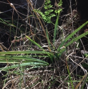 Dianella sp. aff. longifolia (Benambra) at Molonglo River Reserve - 30 Oct 2015 01:06 PM