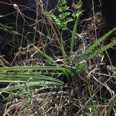 Dianella sp. aff. longifolia (Benambra) (Pale Flax Lily, Blue Flax Lily) at Coombs, ACT - 30 Oct 2015 by RichardMilner