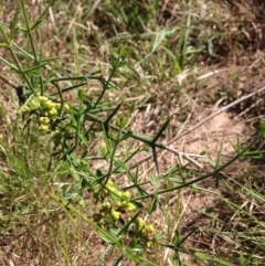 Discaria pubescens (Australian Anchor Plant) at Coombs, ACT - 30 Oct 2015 by RichardMilner