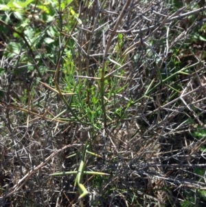 Discaria pubescens at Molonglo River Reserve - 30 Oct 2015 01:09 PM