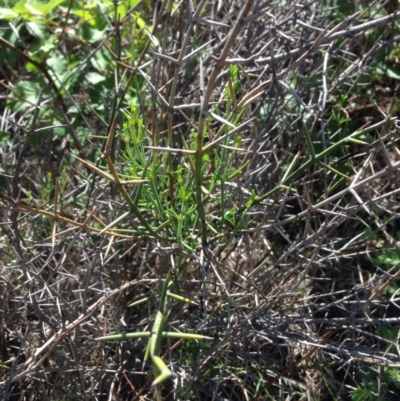 Discaria pubescens (Australian Anchor Plant) at Coombs, ACT - 30 Oct 2015 by RichardMilner