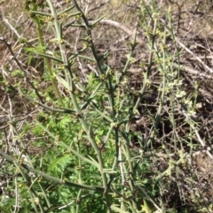 Discaria pubescens (Australian Anchor Plant) at Coombs, ACT - 30 Oct 2015 by RichardMilner