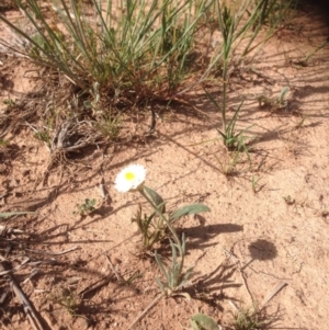 Leucochrysum albicans subsp. tricolor at Molonglo River Reserve - 30 Oct 2015 01:14 PM