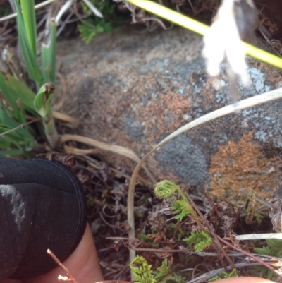 Cheilanthes distans (Bristly Cloak Fern) at Molonglo Valley, ACT - 30 Oct 2015 by RichardMilner