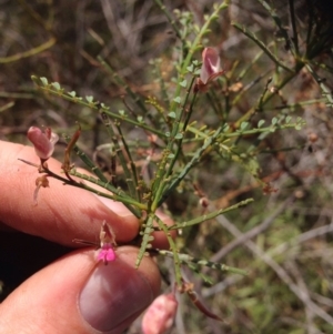 Indigofera adesmiifolia at Molonglo River Reserve - 30 Oct 2015