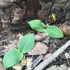 Chiloglottis valida (Large Bird Orchid) at Booth, ACT - 30 Oct 2015 by TobiasHayashi