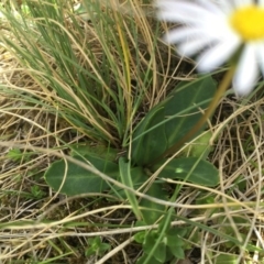 Brachyscome decipiens at Booth, ACT - 30 Oct 2015