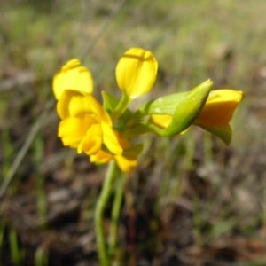 Diuris aequalis at Wombeyan Caves, NSW - suppressed