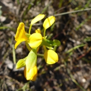 Diuris aequalis at Wombeyan Caves, NSW - suppressed