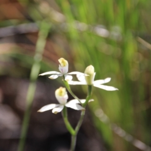 Caladenia moschata at Point 5078 - suppressed