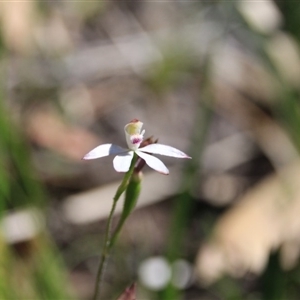 Caladenia moschata at Point 5078 - suppressed