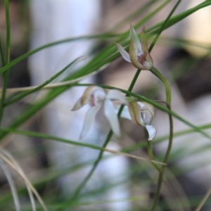 Caladenia moschata at Point 5078 - suppressed