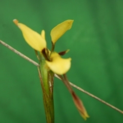 Diuris sulphurea (Tiger Orchid) at Canberra Central, ACT - 30 Oct 2015 by MichaelMulvaney