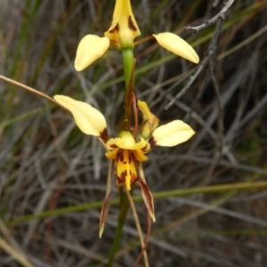 Diuris sulphurea at Acton, ACT - 30 Oct 2015