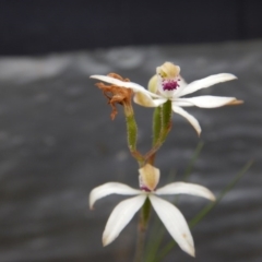 Caladenia cucullata (Lemon Caps) at Canberra Central, ACT - 30 Oct 2015 by MichaelMulvaney