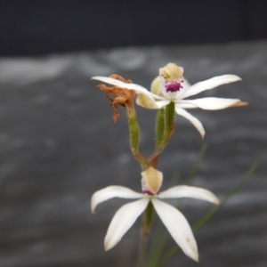 Caladenia cucullata at Point 5833 - 30 Oct 2015