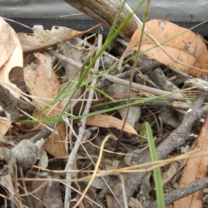 Caladenia cucullata at Point 5833 - suppressed