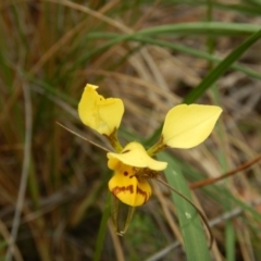 Diuris sulphurea (Tiger Orchid) at Canberra Central, ACT - 30 Oct 2015 by MichaelMulvaney