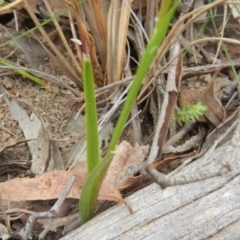 Diuris sulphurea at Point 5833 - suppressed