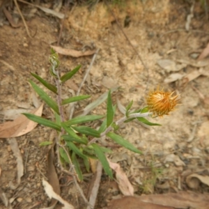 Coronidium oxylepis subsp. lanatum at Acton, ACT - 30 Oct 2015