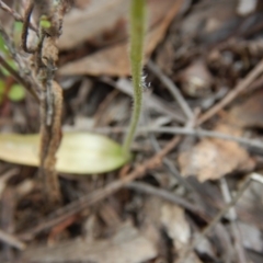 Glossodia major (Wax Lip Orchid) at Canberra Central, ACT - 30 Oct 2015 by MichaelMulvaney