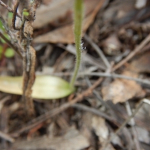 Glossodia major at Point 5807 - suppressed