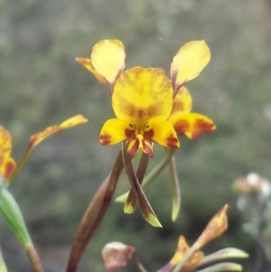 Diuris semilunulata at Jerrabomberra, NSW - suppressed