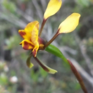 Diuris semilunulata at Jerrabomberra, NSW - suppressed