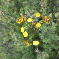 Diuris semilunulata at Jerrabomberra, NSW - suppressed