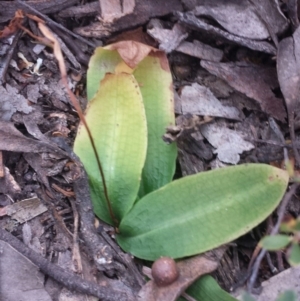 Chiloglottis trapeziformis at Jerrabomberra, NSW - suppressed