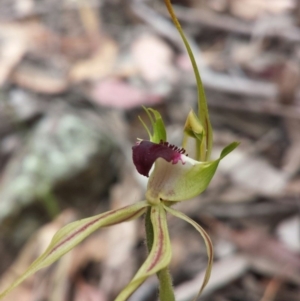 Caladenia atrovespa at Jerrabomberra, NSW - 31 Oct 2015