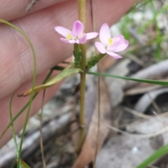 Epilobium billardiereanum subsp. cinereum at Mount Jerrabomberra - 31 Oct 2015 by MattM