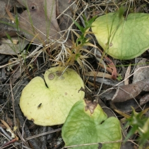 Corysanthes sp. at suppressed - suppressed