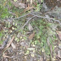 Corysanthes sp. at suppressed - 31 Oct 2015