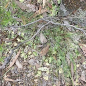 Corysanthes sp. at suppressed - 31 Oct 2015