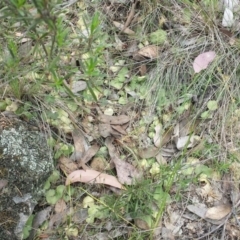 Corysanthes sp. at suppressed - 31 Oct 2015