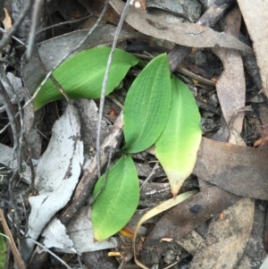 Chiloglottis trapeziformis at Jerrabomberra, NSW - suppressed