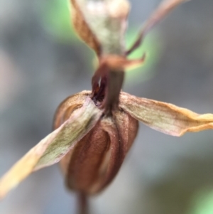 Chiloglottis trapeziformis at Jerrabomberra, NSW - suppressed