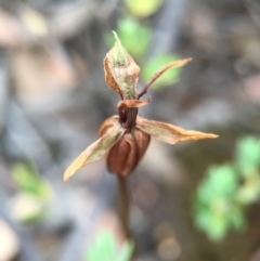 Chiloglottis trapeziformis at Jerrabomberra, NSW - suppressed