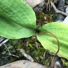 Chiloglottis trapeziformis at Jerrabomberra, NSW - suppressed