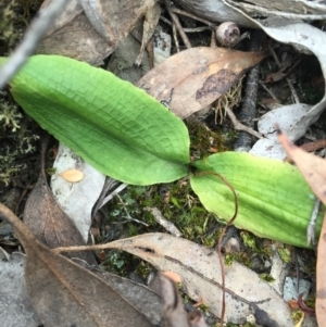 Chiloglottis trapeziformis at Jerrabomberra, NSW - suppressed